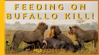 Three Male Lions Feeding on A Huge Buffalo Kill // Masai Mara // Wild Extracts