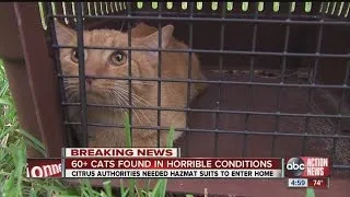 60-100 cats found inside Citrus County home