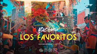 Bichos Carnaval Vegano  2024  | Official Aftermovie