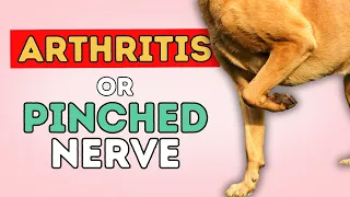 My Dog Has What?  Arthritis OR Pinched Nerve