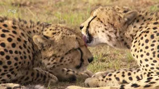 Los guepardos del Serengeti  |  Documental de Animales