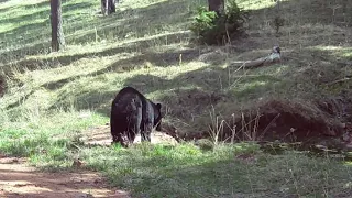 Black BEAR Hungry from their Dens -- The Rocky Mountaiin Elk & Deer Watch, Angel Fire NM