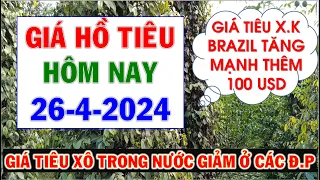 Giá Hồ tiêu hôm nay ngày 26/4/2024|Giá tiêu xuất khẩu tăng mạnh 100 USD ở Brazil