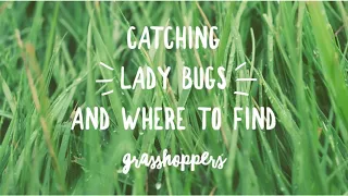 where to find ladybugs and grasshoppers