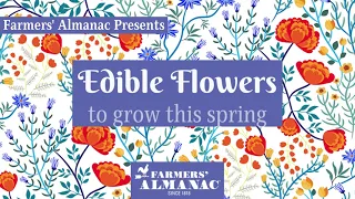 Edible Flowers To Grow This Spring