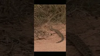How Huge is this Puff Adder ?? #shorts #4k #youtubeshorts #animals #nature