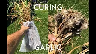 Curing & Storing Garlic
