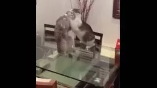 Cat fight ( Борьба котов)