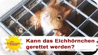 Brenzlige Tierrettung: Eichhörnchen hinter Gittern! | SAT.1 Frühstücksfernsehen