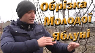 Обрізка яблуні на урожай! Обрізка молодої однорічної, дворічної і трьохрічної яблуні