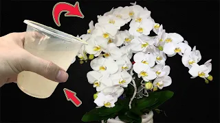 URGENT! Orchid blooms out of control thanks to a secret that few people know!