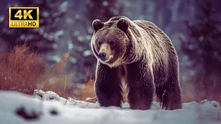Grizzly Bears | Untouched Wilderness in America's Northernmost National Park - Gates of the Arctic