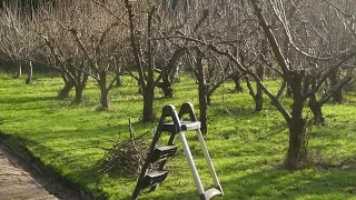 Осенняя обрезка деревьев. Как обрезать яблоню осенью