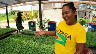 Inside A Guyanese Farming Community LALUNI - an Amerindian Village Tour