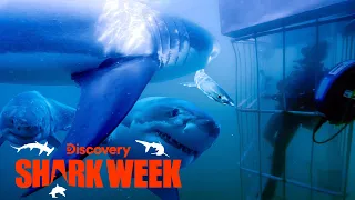 Four Great Whites Surround the Cage! | Shark Week