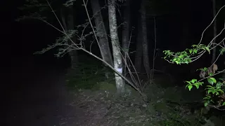 Before part 1...Aokigahara..."The sea of tree's"  solo ghost hunt