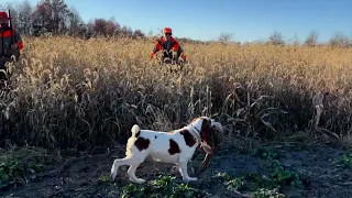 Good Job Adam 11.18.2023 Ohio Pheasant Hunting