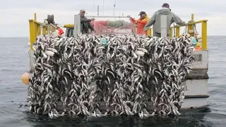 Amazing Automatic Fish Fishing & Processing Machines on the Sea - Awesome Auto Longline Fishing Net