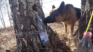 На безрыбье - березовый сок