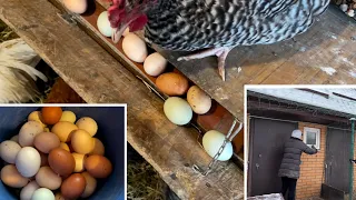 A method for heating chickens in severe frost. Warm in the coop!