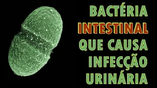 Urocultura POSITIVA para Enterococcus faecalis | Cortes Renais Ep. 50