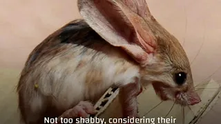 A Very Adapted Desert Dweller: The Jerboa