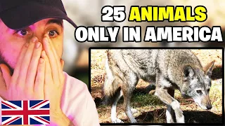 Brit Reacts to 25 U.S. Animals You Won't Find Anywhere Else