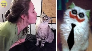 Pictures that Prove Cats Are Evil