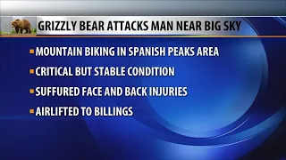 Grizzly bear attacks man mountain biking in Big Sky