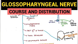 Glossopharyngeal Nerve | Course and Distribution | Neuroanatomy