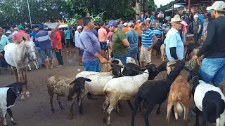 FEIRA DE ANIMAIS EM CARIATÁ PARAIBA!