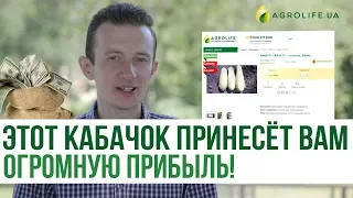 Этот кабачок принесёт вам огромную прибыль! | Agrolife.ua рекомендует!