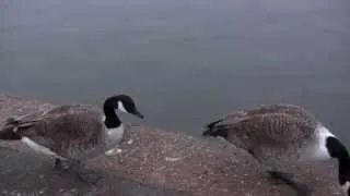 Canada Goose - Branta canadensis