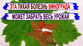 🍇 Чтобы не остаться СОВСЕМ без УРОЖАЯ не пропусти ЭТУ НЕЗАМЕТНУЮ болезнь винограда. СЕРАЯ ГНИЛЬ!