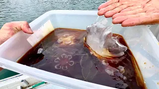 Pickling Living Jellyfish in Soy Sauce