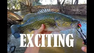 Exciting Murray cod fishing