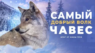 Самый добрый волк Чавес.  Vlog от Мамы Оли.