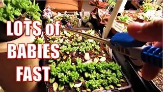 HOW TO GROW Succulents FAST Indoor LEAF PROPAGATION & WATERING