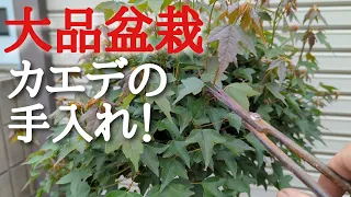 大品盆栽カエデの手入れ！