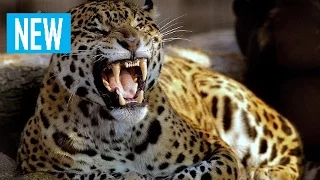 Королева Леопардов (Документальный Фильм National Geographic HD)  борьба диких животных