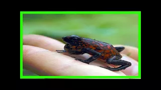 Breaking News | Why poisonous frogs don’t croak