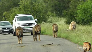 Here Comes The Lion Pride - Casper The White Lion And Brothers And Females Of Satara Pride