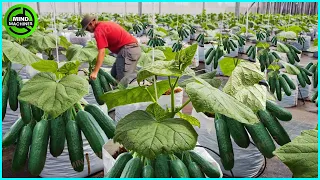 The Most Modern Agriculture Machines That Are At Another Level , How To Harvest Cucumbers In Farm ▶1