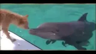 un dauphin sauve un chien des mâchoires d'un requin