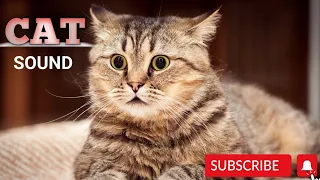 Cat Sound | Cat Voice