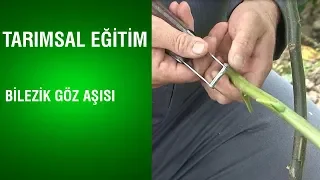 Tarımsal Eğitim - Bilezik Göz Aşısı