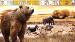 Could Grizzly Bears Survive In The African Savanna?