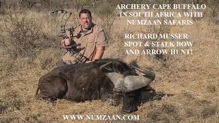 CAPE BUFFALO ARCHERY HUNT DANGEROUS GAME NUMZAAN SAFARIS LIMPOPO PROVINCE SOUTH AFRICA BOW & ARROW