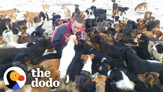 This Man Has Saved Over 1700 Abandoned Dogs | The Dodo Heroes