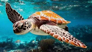 12 HOURS Relaxing Music for Stress Relief - Undersea Nature Relaxation Film + Meditation Music